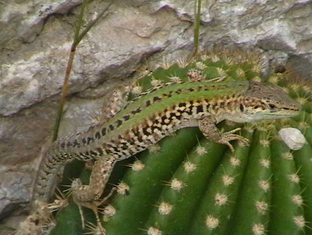 Lucertola campestre